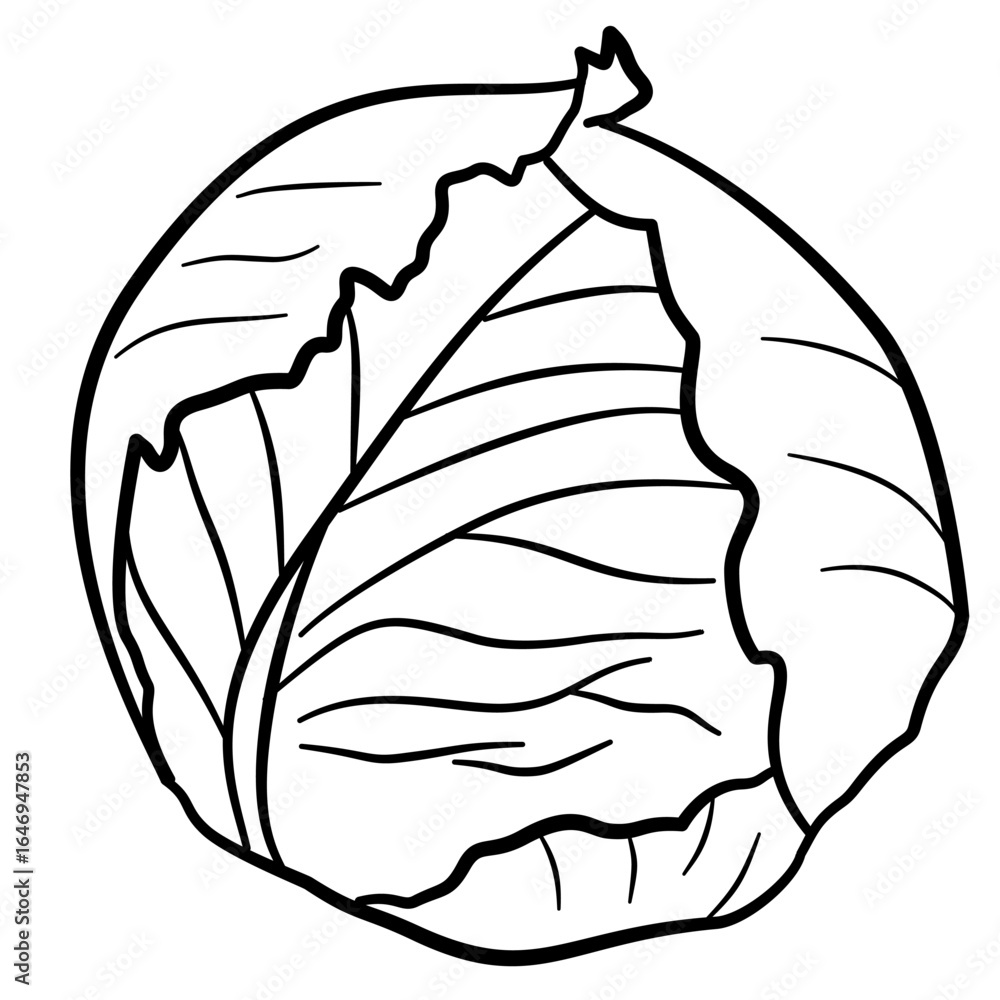 Fototapeta premium doodle cabbage line art illustration