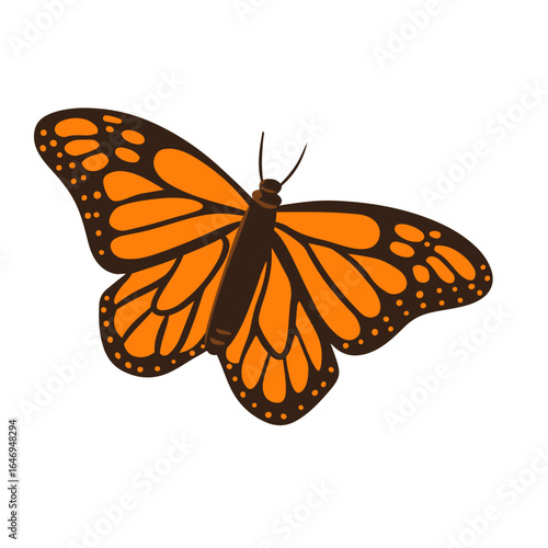 butterfly on white background