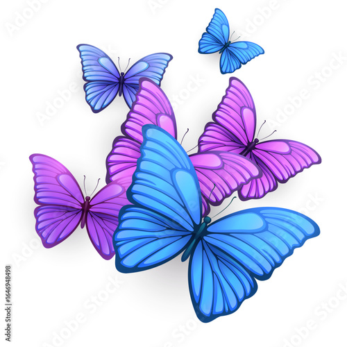 butterfly on a white background