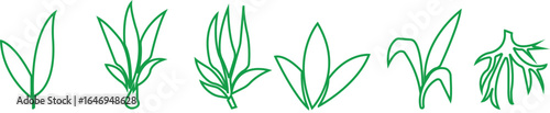 Bamboo Sugarcane line art icon set. Design elements for social network and application. on transparent background.Sugarcane stalks vector illustration of fresh sugarcane plants for agriculture.