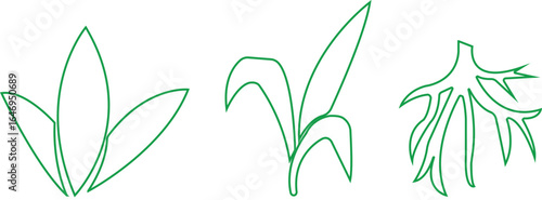 Bamboo Sugarcane line art icon set. Design elements for social network and application. on transparent background.Sugarcane stalks vector illustration of fresh sugarcane plants for agriculture.