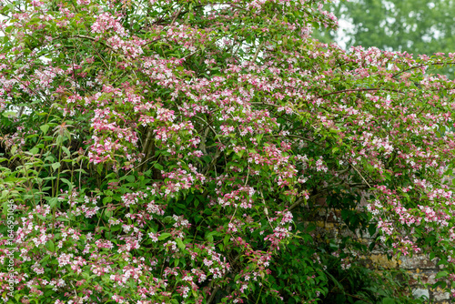 Wallpaper Mural Close up of beauty bush (kolkwitzia amabilis) flowers in bloom Torontodigital.ca