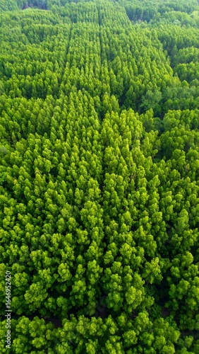 Lush green forest canopy, aerial view