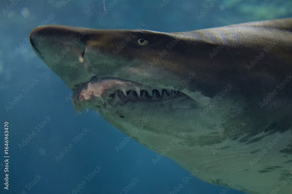 Naklejka premium 鮫の牙