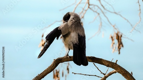Bird on a tree branch, crow