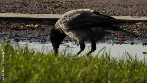 Crow drinking water, close-up photo of crow