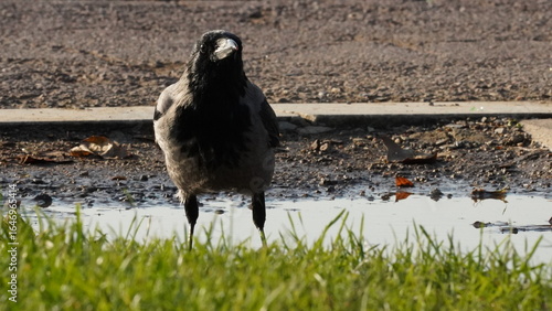 Crow drinking water, close-up photo of crow