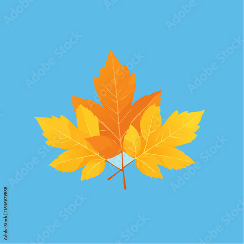 autumn maple leaves