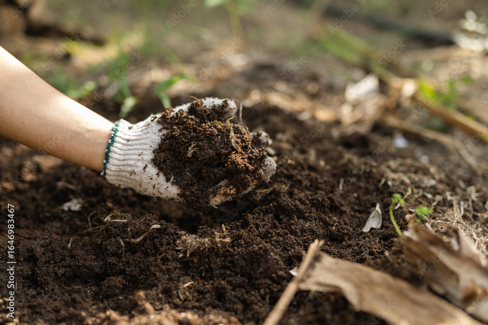 Naklejka premium Hand in glove holding a sample of eco friendly organic compost