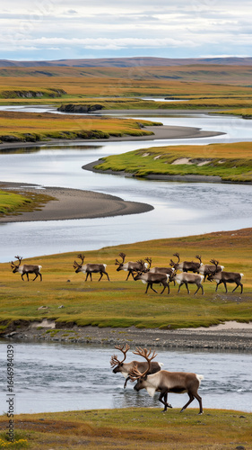 Herd of caribou traversing a serene river landscape in the tundra at dusk