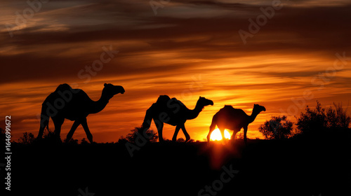 Camel sunset silhouette desert animal nature orange sky wildlife dusk horizon mammal travel landscape outdoor scenic backlit