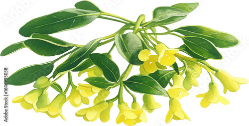 Wallpaper Mural Watercolor illustration of a flowering branch with green leaves and small yellow bell shaped flowers transparent background Torontodigital.ca