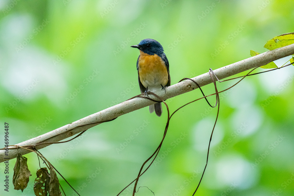 Fototapeta premium Tickell's blue flycatcher perched on a tree branch against nice green blurred back ground.