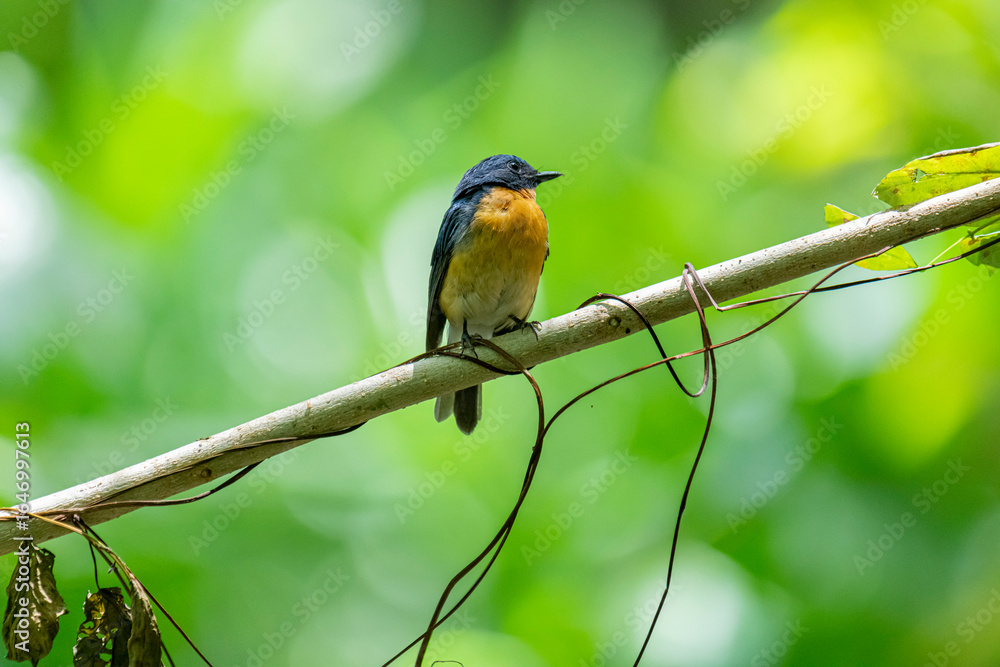Fototapeta premium Tickell's blue flycatcher perched on a tree branch against nice green blurred back ground.