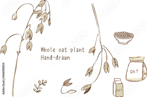 line art hand drawn whole oat plant illustration oat grains bowl  botanical drawing organic natural food healthy eating vegan plant based diet nutrition wellness lifestyle minimalist line art sketch 