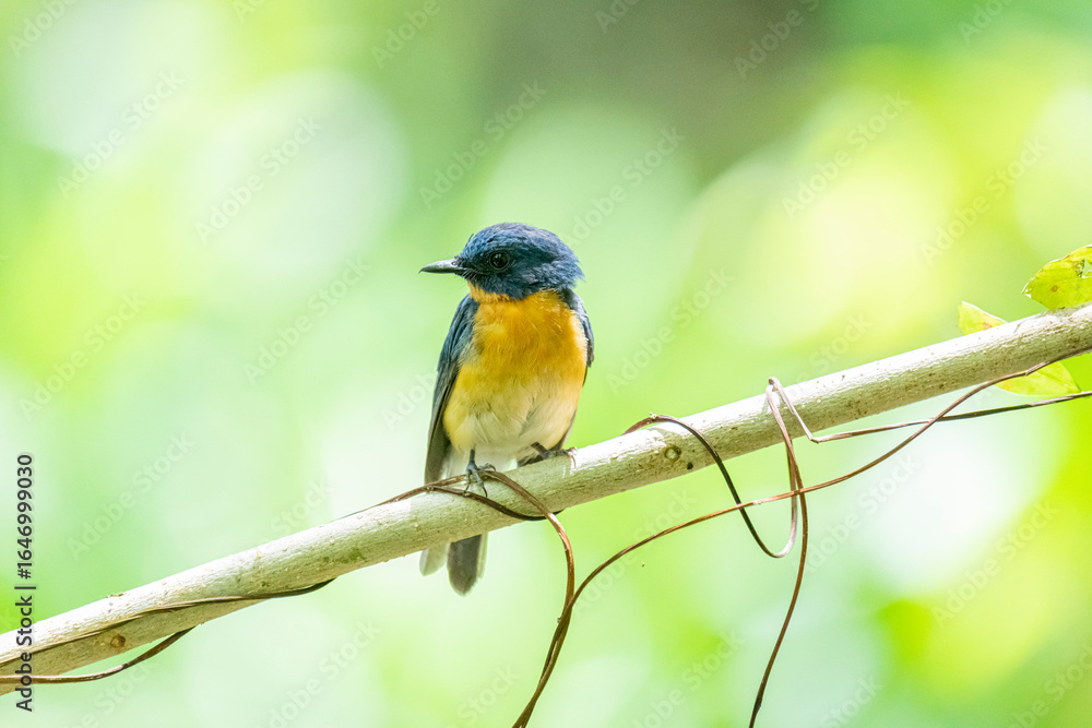Fototapeta premium Tickell's blue flycatcher perched on a tree branch against nice green blurred back ground.