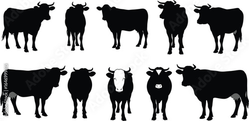Collection of black and white cow silhouettes, showcasing various standing and looking poses for agriculture, dairy, and farm animal design projects.
