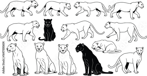 Diverse vector illustrations of cougars and panthers in various poses: walking, sitting, prowling, and resting wildlife silhouettes.