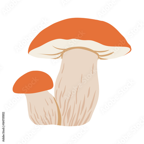 Aspen mushroom. Boletus vector illustration. Edible mushroom. Autumn forest bolete mushroom. Flat simple fall plant food illustration on a white background.