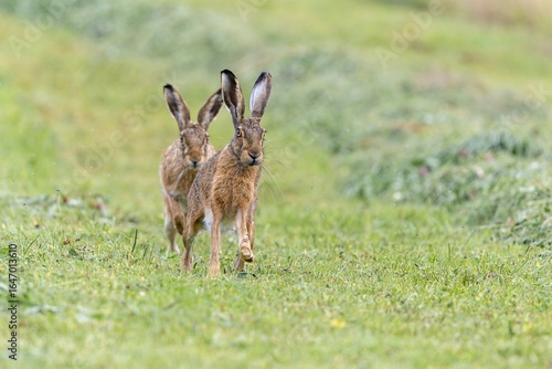 Zwei Feldhasen auf der gemähten Wiese