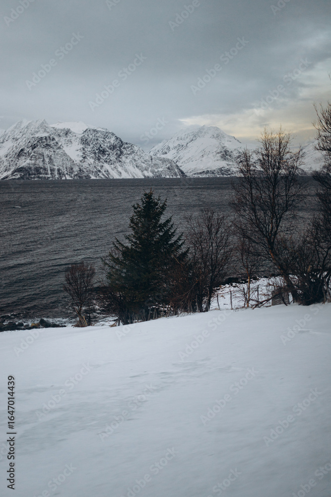 Fototapeta premium A peaceful winter landscape featuring a snow-covered foreground, a single pine tree, and a calm sea with majestic, snow-capped mountains in the background.