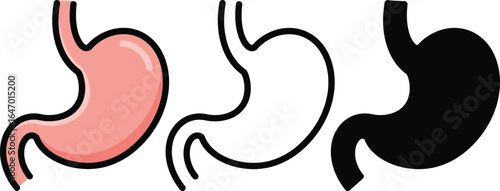 Anatomical human stomach illustration in color and silhouette
