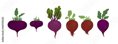 Set of fresh delicious beetroots isolated on white background. Healthy and tasty vegan products, vegetarian food vector illustration in flat style.