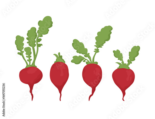 Set of flat design fresh spring radish isolated on white background. Bundle of healthy and tasty vegan products. Cute vegetarian food. Hand drawn vector illustration collection.