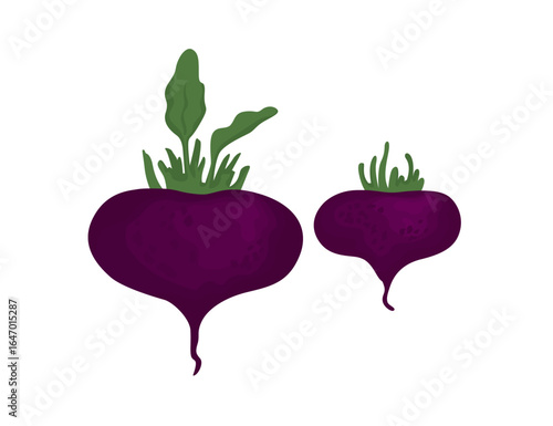 Set of fresh delicious beetroots isolated on white background. Healthy and tasty vegan products, vegetarian food vector illustration in flat style.