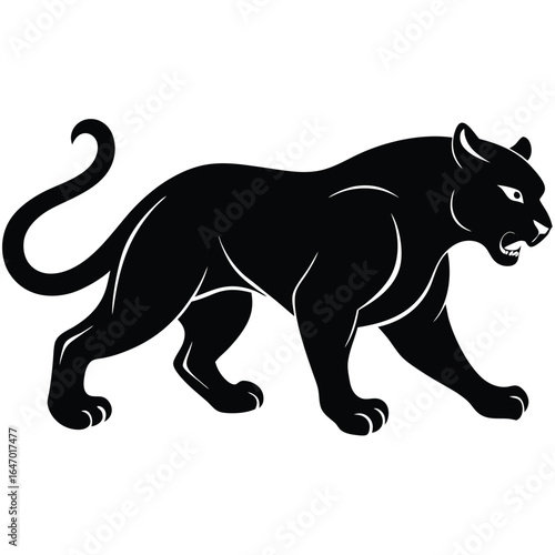 Black panther prowling with bared teeth big cat feline
