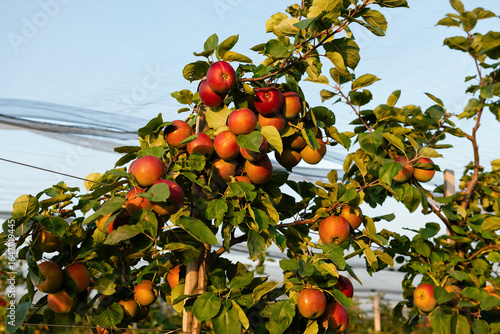 Apple orchard with apples on branches during harvest season