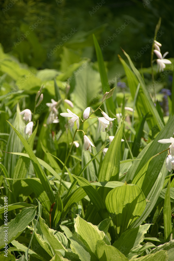 Obraz premium 東山植物園