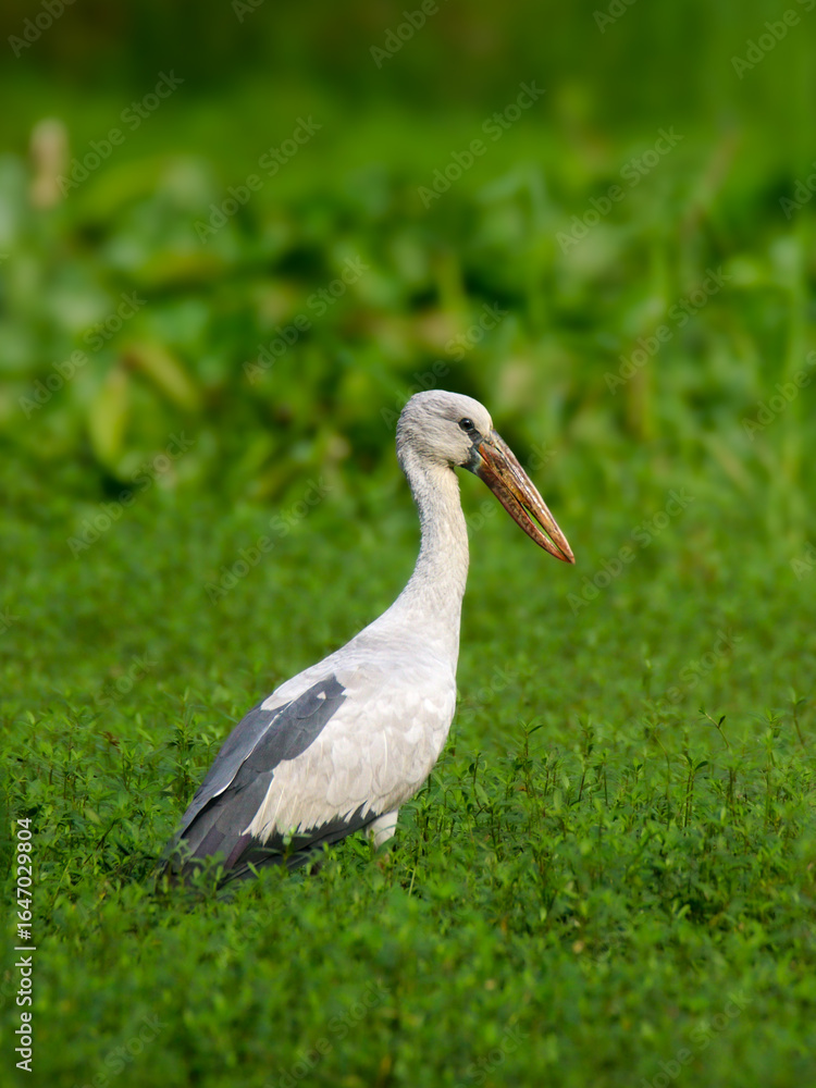 Fototapeta premium stork in the grass