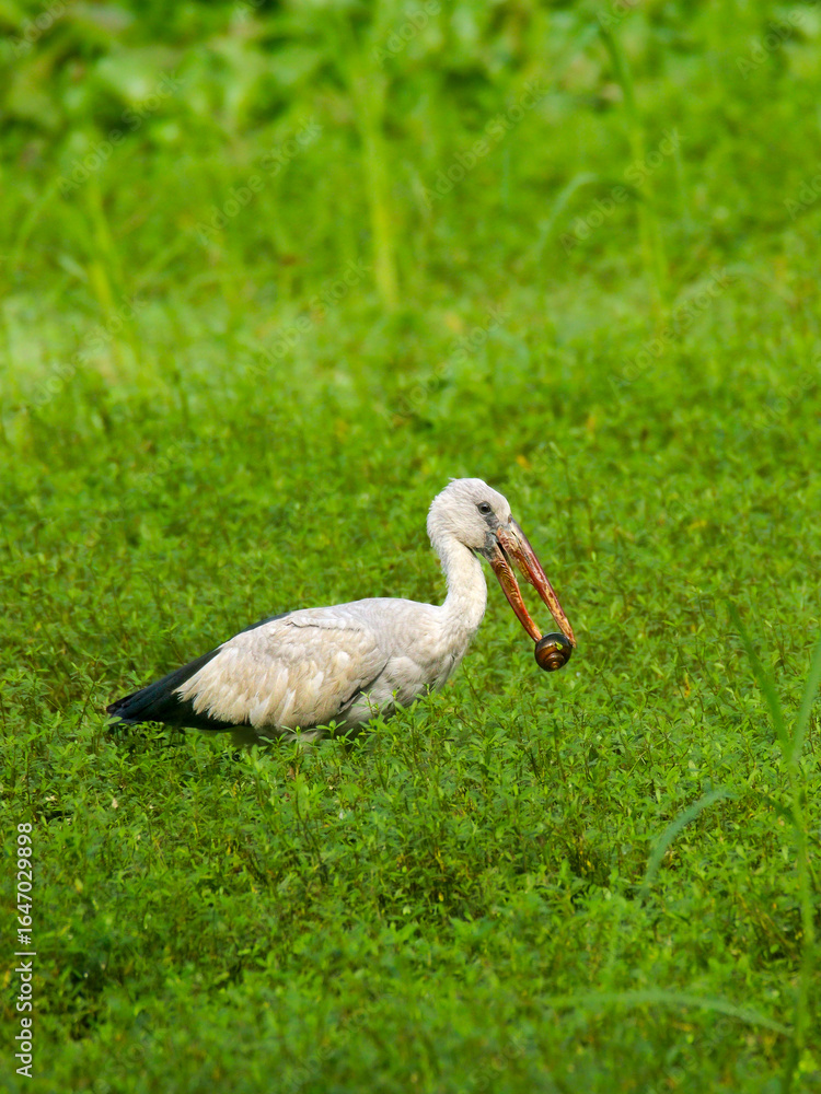 Fototapeta premium Asian openbill 