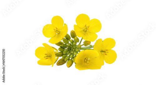 Isolated rapeseed flowers