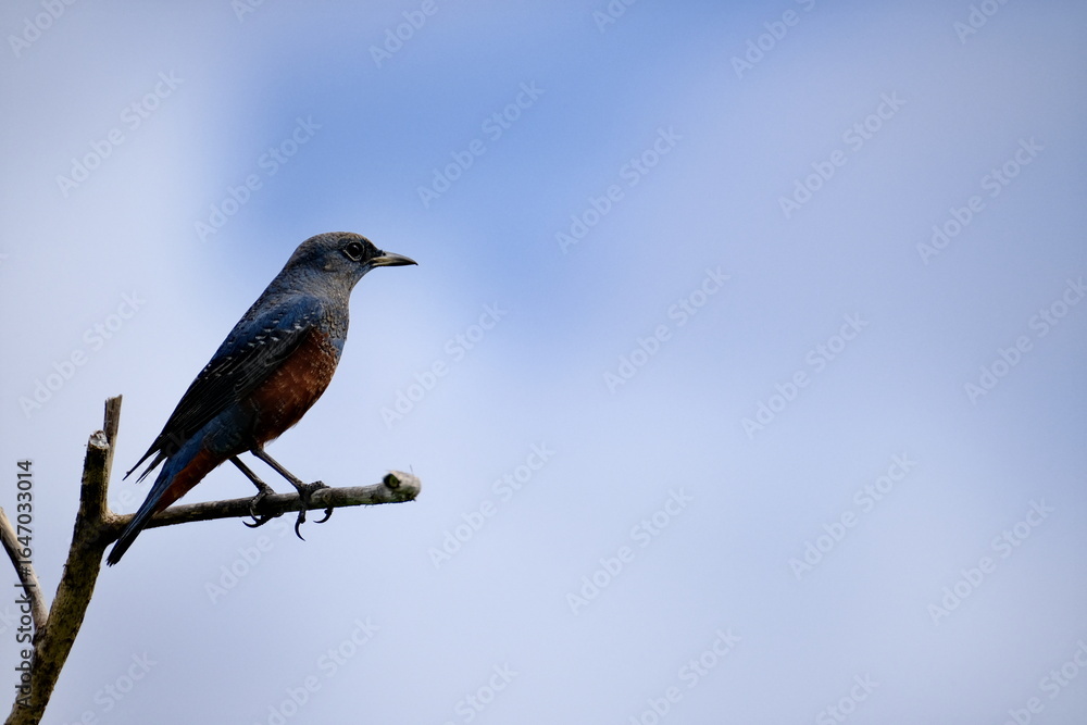 Fototapeta premium Male Blue Rock Thrush Perched on Top of Tree Branch against Blue Sky, Miyakojima, Japan