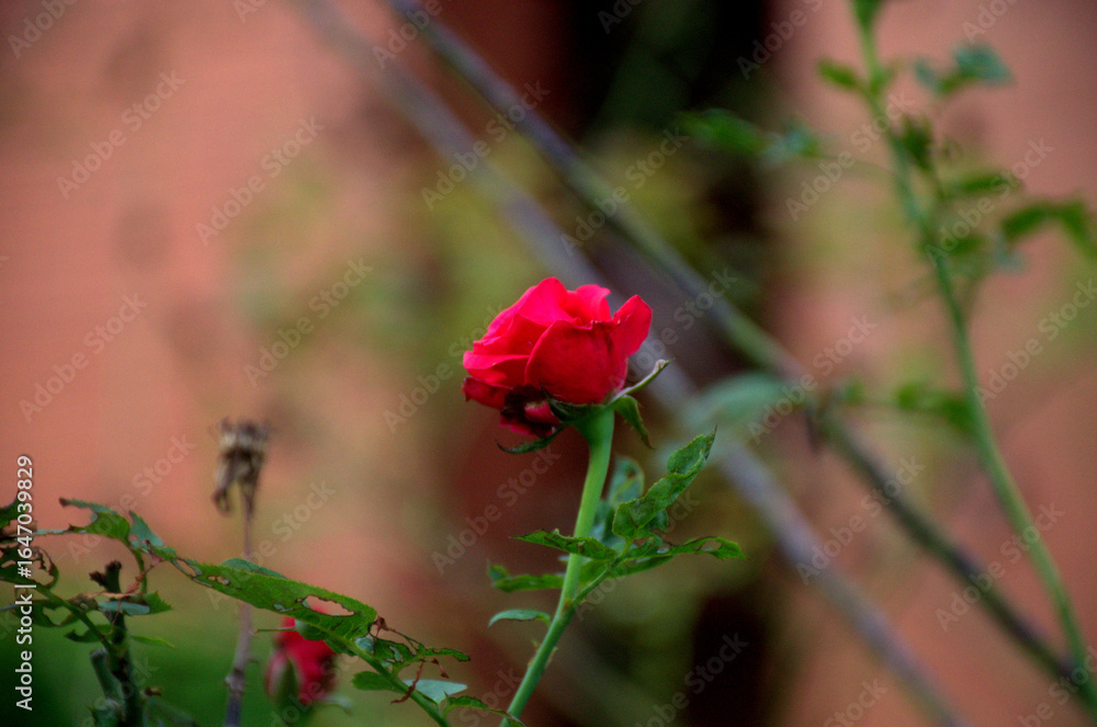 Fototapeta premium Red Rose Close-Up with Blurred Green Background – Selective Focus Nature Photography