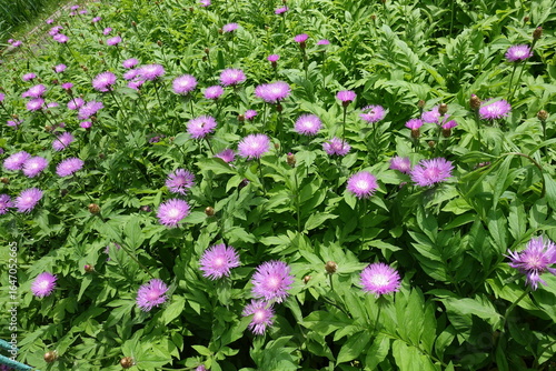 Numerous pink flowers of Centaurea dealbata in May