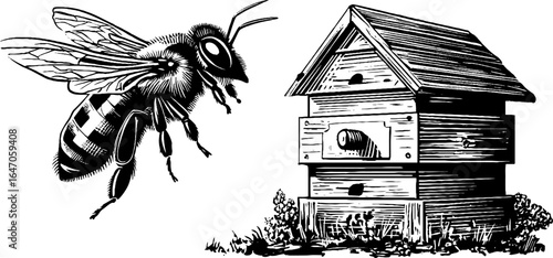 Vintage engraving of bee in flight near beehive for nature and design concepts
