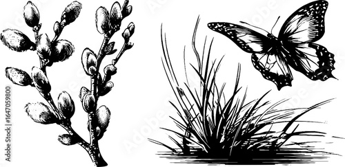 Engraved illustration of budding willow branches and butterfly in nature setting