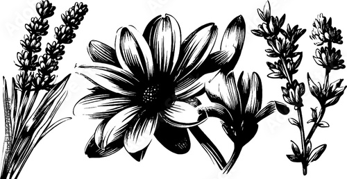 Engraved set of lavender and flower sketches for vintage design and botanical art