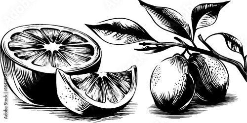 Engraved illustration set of juicy orange slice and branch for retro design