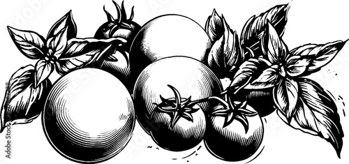Mozzarella balls with basil leaves. Engraved vintage hand drawn illustration in classic style.