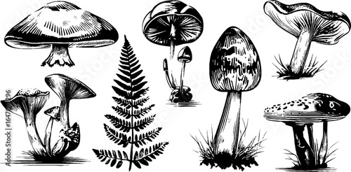 Vintage engraved illustration set of mushroom cluster and fern silhouette for retro design
