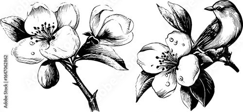 Engraved illustration set of pear blossom branch with bird design for art and decor