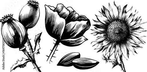 Engraved botanical illustration set of poppy seed pod and sunflower for vintage design