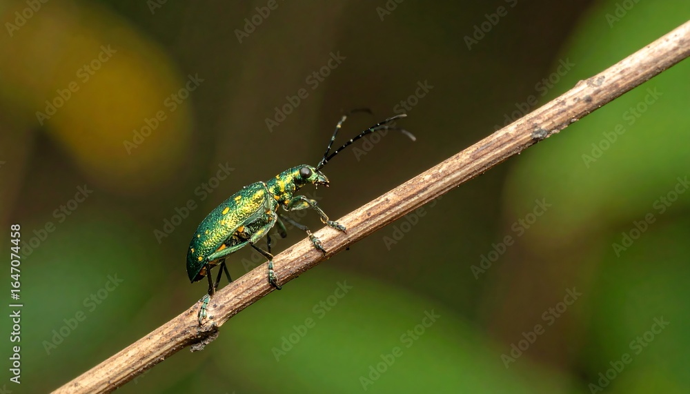 Iridescent Green Beetle Traversing a Slender Branch in Nature Iridescent Green Beetle Traversing a Slender Branch in Nature