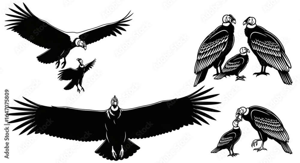 Obraz premium Illustration of several andean condors in various poses with wings spread and standing