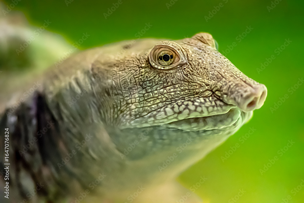 Fototapeta premium Portrait of a Spiny Softshell Turtle swimming underwater in an aquarium. Apalone spinifera, Aquarium de Touraine, Touraine, Indre et Loire 37, région Centre Val de Loire, France, Europe