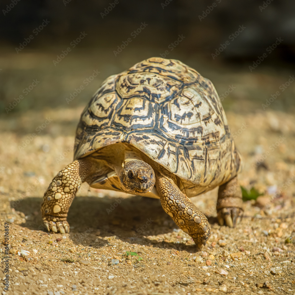 Obraz premium Leopard tortoise running on the sand. Stigmochelys pardalis, Bioparc, Doué la Fontaine, Doué en Anjou, Maine et Loire 49, Région Pays de la Loire, France, European Union, Europe